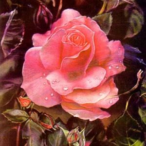 Prehistoric Rose 20 Limited Edition Lithographs